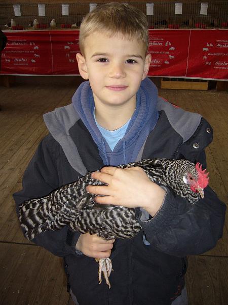 Kreisschau Coesfeld 2008 137.jpg - Janik Vieting mit Deutsche Zwerg Sperber gesperbert